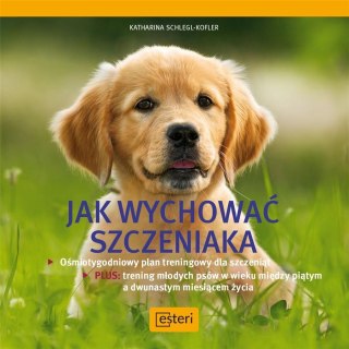 Jak wychować szczeniaka