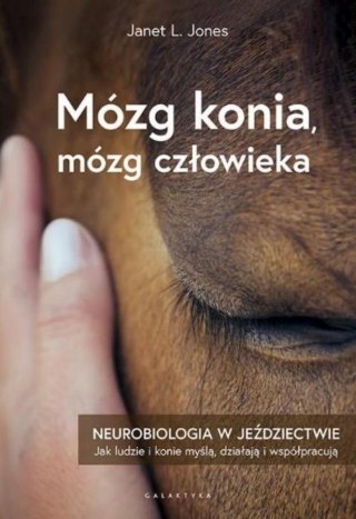 Mózg konia, mózg człowieka