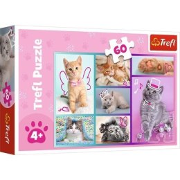 Puzzle 60 Słodkie kociaki TREFL