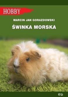 Świnka morska w.2021