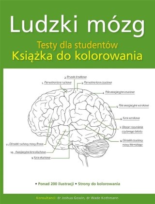 Ludzki mózg. Testy dla studentów