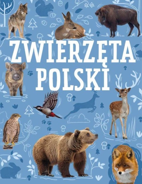 Zwierzęta Polski Zwierzęta Polski