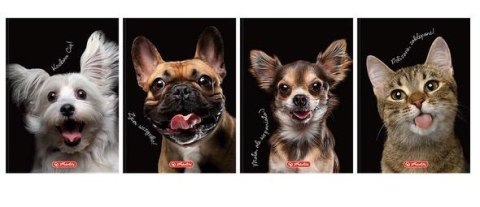 Brulion A6/80K kratka Animals (5szt) Brulion A6/80K kratka Animals (5szt)