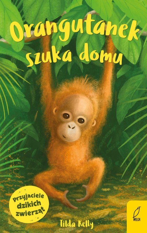 Orangutanek szuka domu. Przyjaciele dzikich zwierząt Orangutanek szuka domu. Przyjaciele dzikich zwierząt