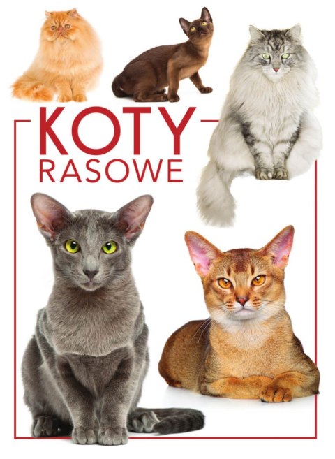 Koty rasowe Koty rasowe