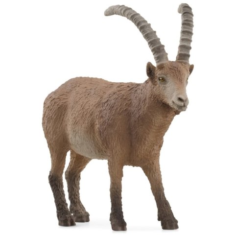 Koziorożec alpejski SLH14873