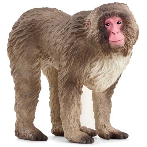 Makak japoński SLH14871