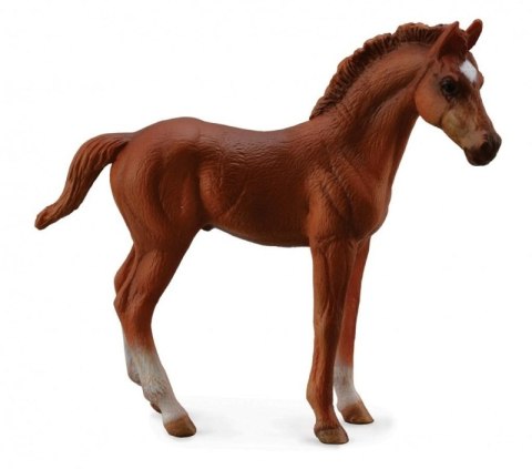 Źrebię stojące Thoroughbred Chesnut 004-88671