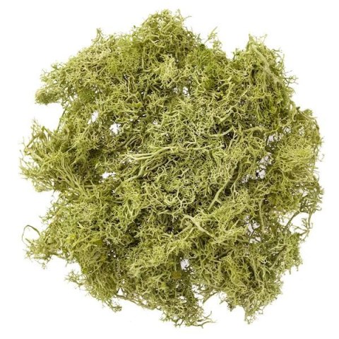 Mech jasnozielony 30g Mech jasnozielony 30g