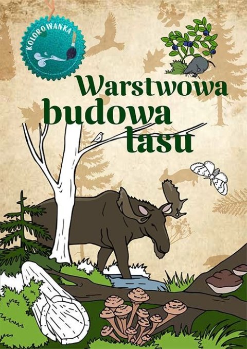 Warstwowa budowa lasu. Kolorowanka Warstwowa budowa lasu. Kolorowanka