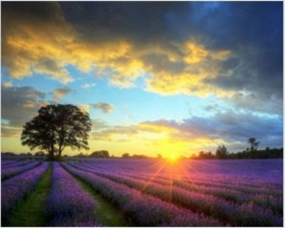 Diamentowa Mozaika Wschód słońca nad lawendowym polem NO-1008681